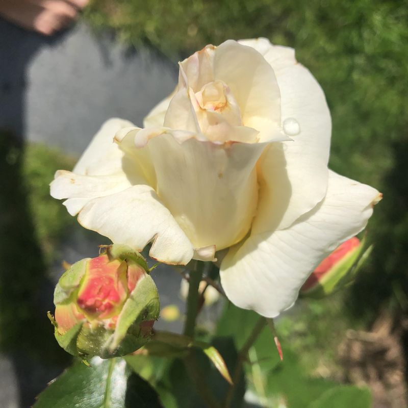 Alginure Blomster - Organisk gjødsel av tang, 5 kg